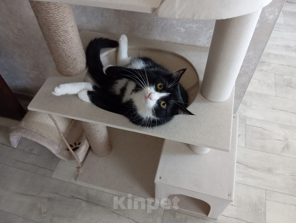Кошки в Томске: Котик Семён Мальчик, Бесплатно - фото 6
