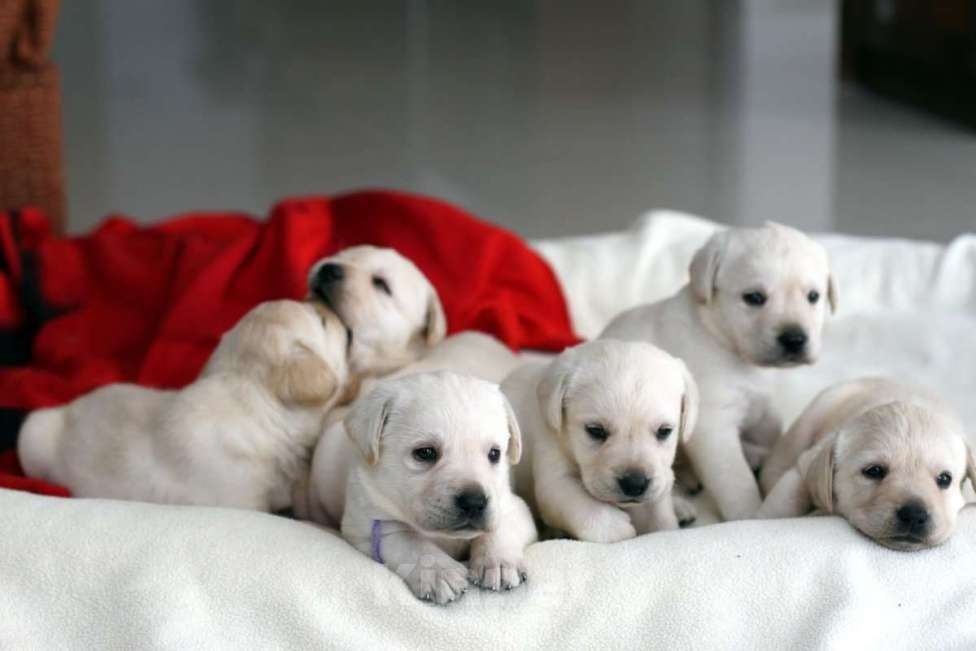 Собаки в Москве: Щенки лабрадора Мальчик, 15 000 руб. - фото 2