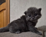 Кошки в Армавире: Продажа котят Девочка, 5 000 руб. - фото 3