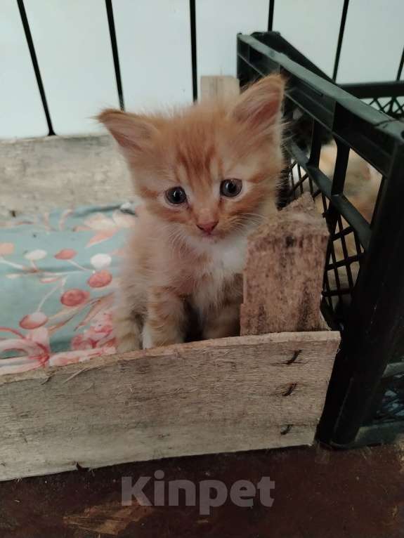 Кошки в других городах Ленинградской области: Рыжый котёнок Мальчик, Бесплатно - фото 3