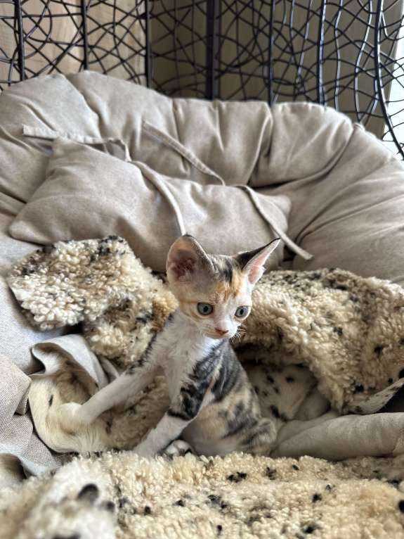 Кошки в Мурином: Domi Sol Девочка, 65 000 руб. - фото 3