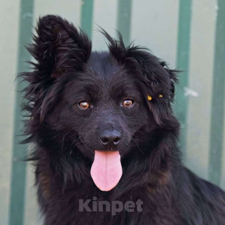 Собаки в других городах Московской области: Малыш Симба в дар Мальчик, Бесплатно - фото 7