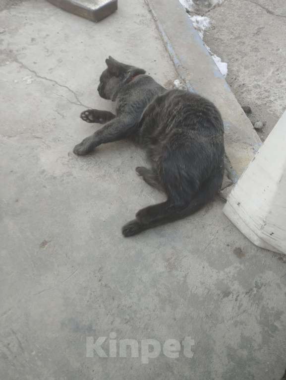 Кошки в Подольске: Кота в добрые руки Мальчик, Бесплатно - фото 7