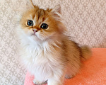 Кошки в Санкт-Петербурге: Золотой британчик Мальчик, 22 000 руб. - фото 2