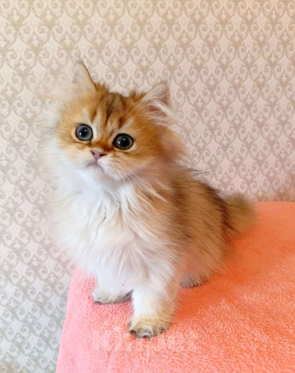 Кошки в Санкт-Петербурге: Золотой британчик Мальчик, 22 000 руб. - фото 2