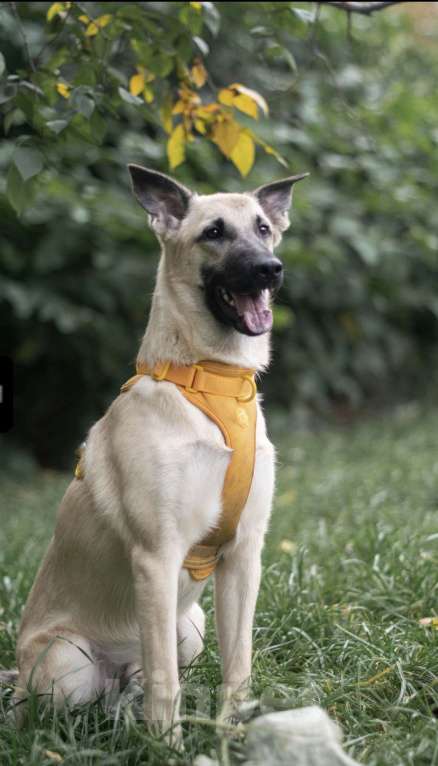 Собаки в Москве: Миндаль Мальчик, Бесплатно - фото 2