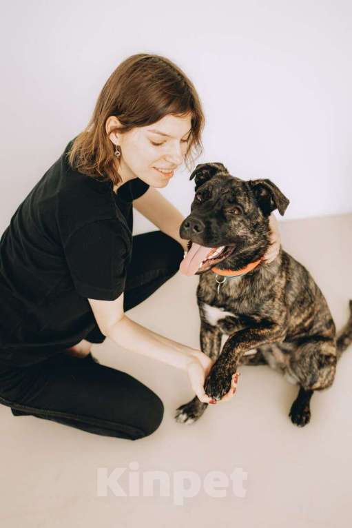 Собаки в Москве: Молодая девочка метис породы алано эспаньол ищет дом Девочка, 1 руб. - фото 4