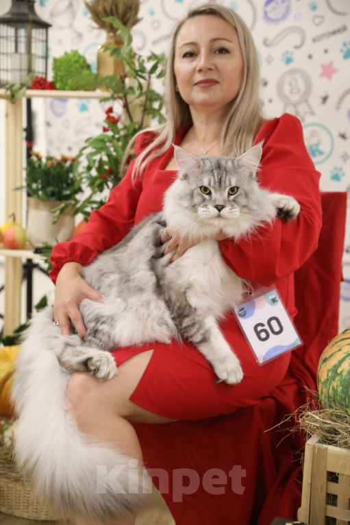 Кошки в Санкт-Петербурге: Мальчик в редком серебряном окрасе Мальчик, 100 000 руб. - фото 4