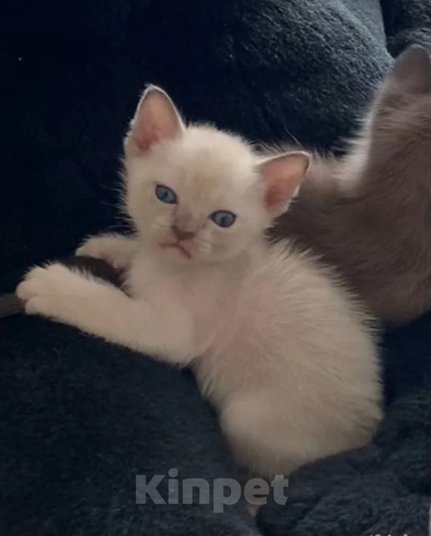 Кошки в Ростове-на-Дону: Котенок Европейской Бурмы Разнополые, 20 000 руб. - фото 4