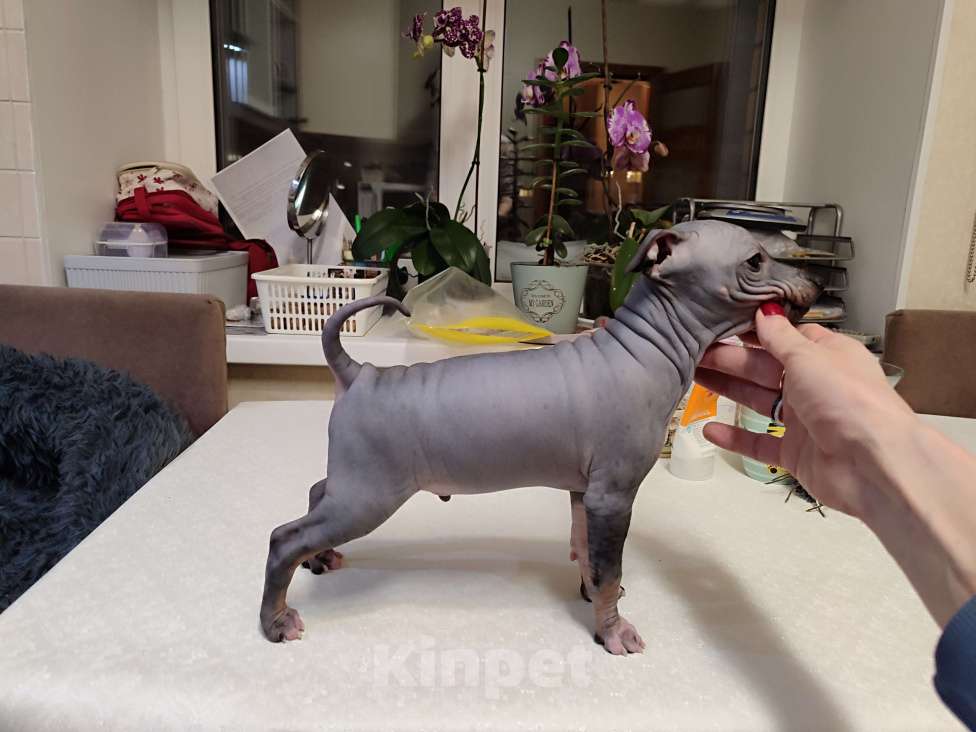 Собаки в Нижнем Новгороде: Щенки Американский голый терьер Разнополые, Бесплатно - фото 5