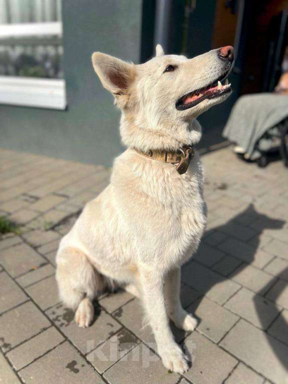 Собаки в Москве: собака Вита ищет дом Девочка, Бесплатно - фото 2