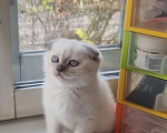Кошки в Пушкино: Котёнок. Мальчик, 10 000 руб. - фото 2