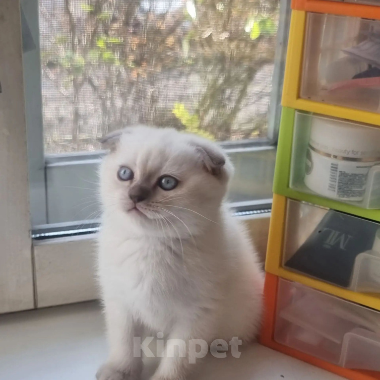 Кошки в Пушкино: Котёнок. Мальчик, 10 000 руб. - фото 2