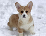 Собаки в Санкт-Петербурге: Щенок вельш корги пемброк Мальчик, Бесплатно - фото 1