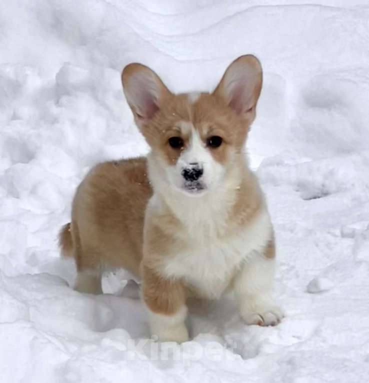 Собаки в Санкт-Петербурге: Щенок вельш корги пемброк Мальчик, Бесплатно - фото 1