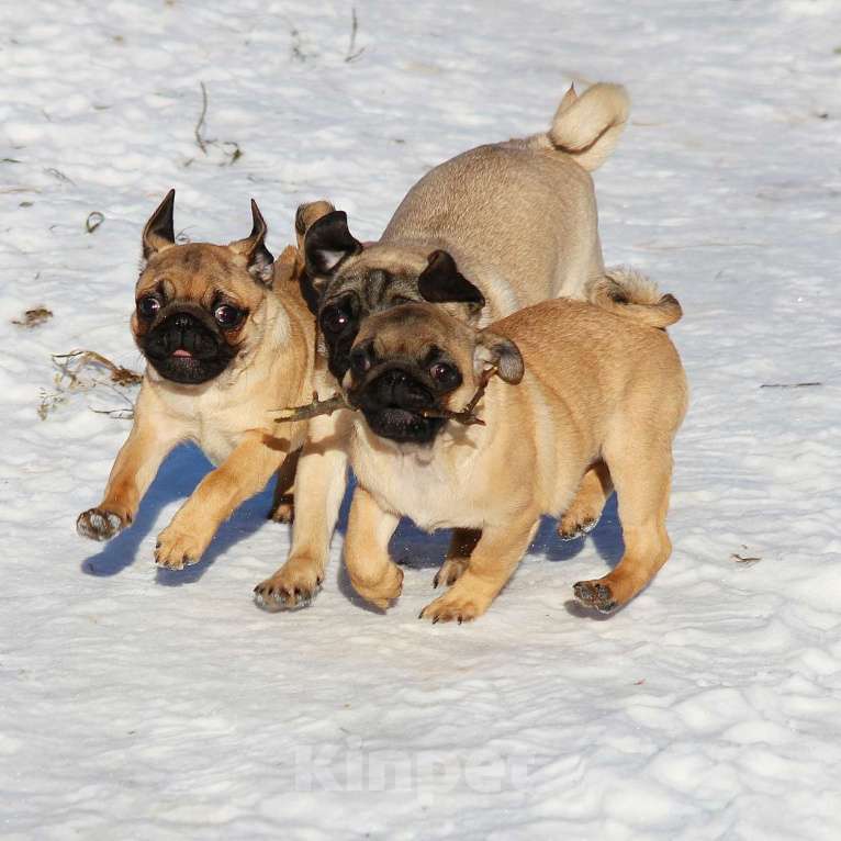 Собаки в Иваново: Щенки мопса Девочка, 45 000 руб. - фото 2