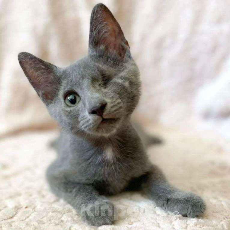 Кошки в Москве: Одноглазый котенок Каспер  Мальчик, Бесплатно - фото 4