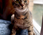 Кошки в Москве: Кошка Симона ищет дом Девочка, Бесплатно - фото 8