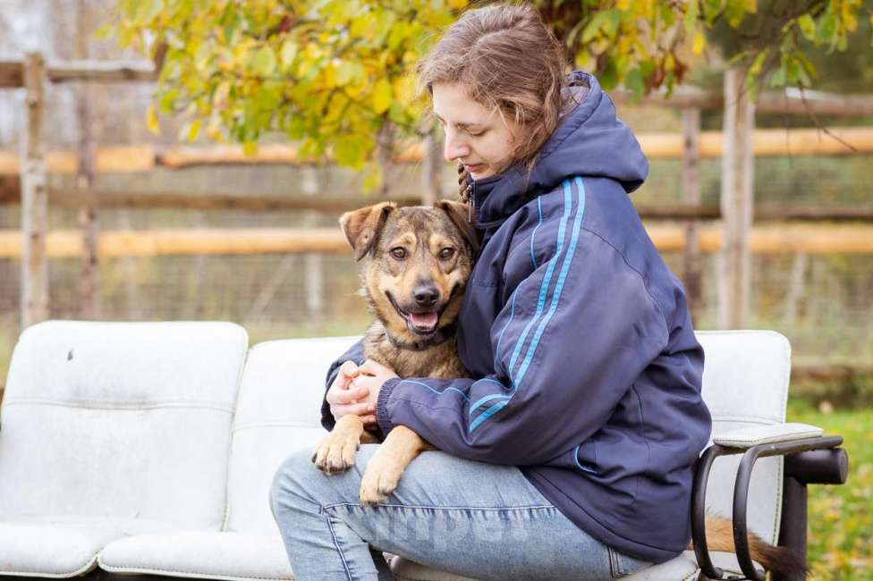 Собаки в Москве: Собака из приюта ищет дом и семью Мальчик, Бесплатно - фото 2