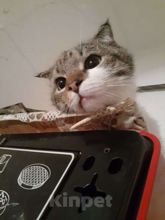 Кошки в Владикавказе: Отдам в хорошие руки Мальчик, 10 руб. - фото 4