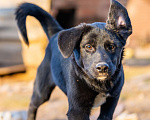 Собаки в Пушкино: Очаровательный щенок девочка Юла. Девочка, Бесплатно - фото 4