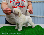 Собаки в Новороссийске: Той пудель белый Мальчик, 140 000 руб. - фото 5