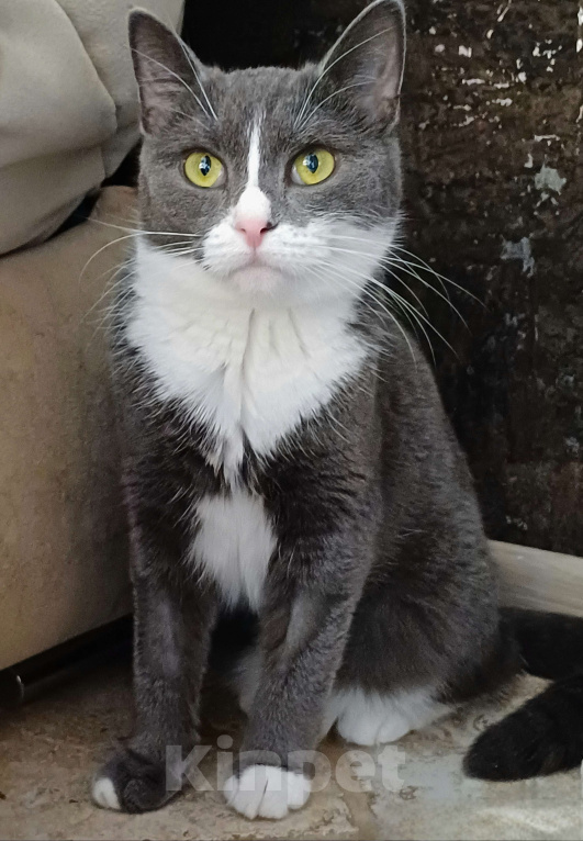 Кошки в Реутове: кошка в добрые руки Девочка, Бесплатно - фото 3