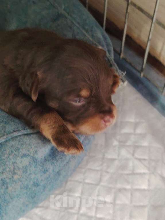 Собаки в Серпухове: Щенок Русского длинношорстного той терьера  Девочка, 15 000 руб. - фото 2