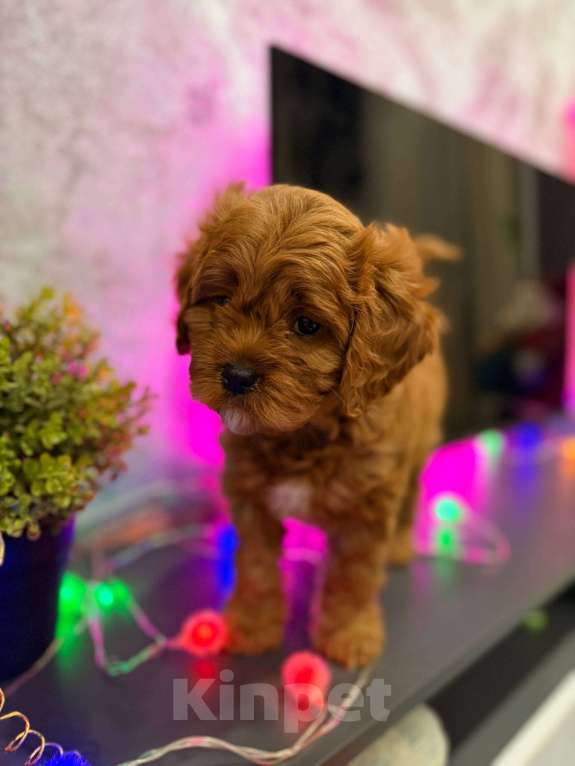 Собаки в Москве: Кавапу f1 мальчик Мальчик, 85 000 руб. - фото 6