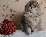 Кошки в Москве: Длинношерстный шотландский мальчик Мальчик, 65 000 руб. - фото 4