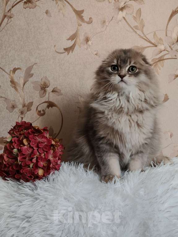 Кошки в Москве: Длинношерстный шотландский мальчик Мальчик, 65 000 руб. - фото 4