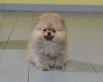 Собаки в Подольске: Шпиц щенок оранж Мальчик, Бесплатно - фото 2