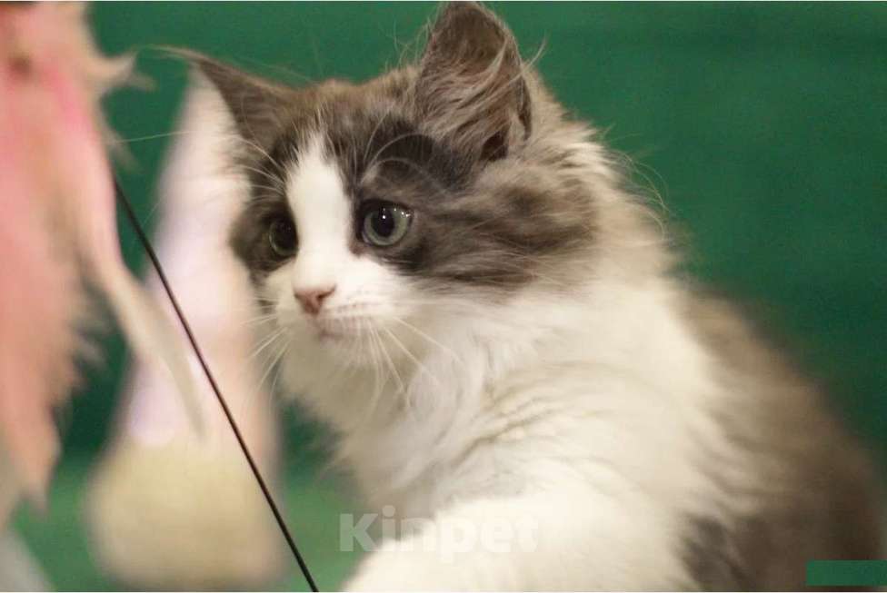 Кошки в Санкт-Петербурге: сибирский котенок с документами Девочка, 30 000 руб. - фото 5