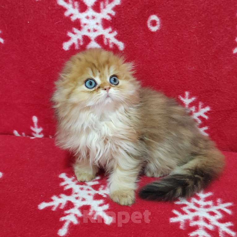 Кошки в Москве: Котик хайленд золотой мраморный Мальчик, 40 000 руб. - фото 7