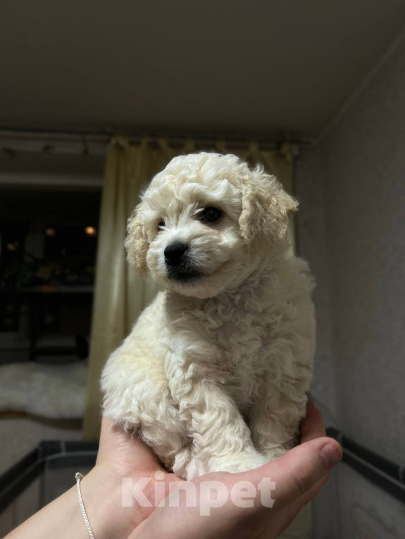 Собаки в Мытищах: Фистик Мальчик, 70 000 руб. - фото 3