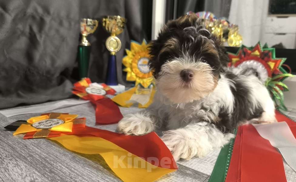 Собаки в Долгопрудном: Цветной йорк-мальчик от чемпионов Мальчик, 40 000 руб. - фото 2