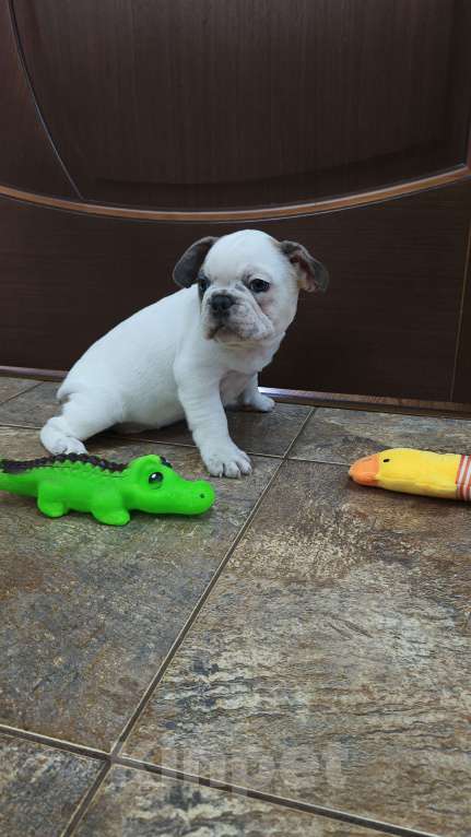 Собаки в Белореченске: Французский бульдог Девочка, Бесплатно - фото 6