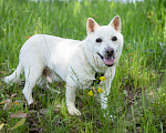 Собаки в Солнечногорске: Дедушка Форвард в поисках семьи Мальчик, Бесплатно - фото 1