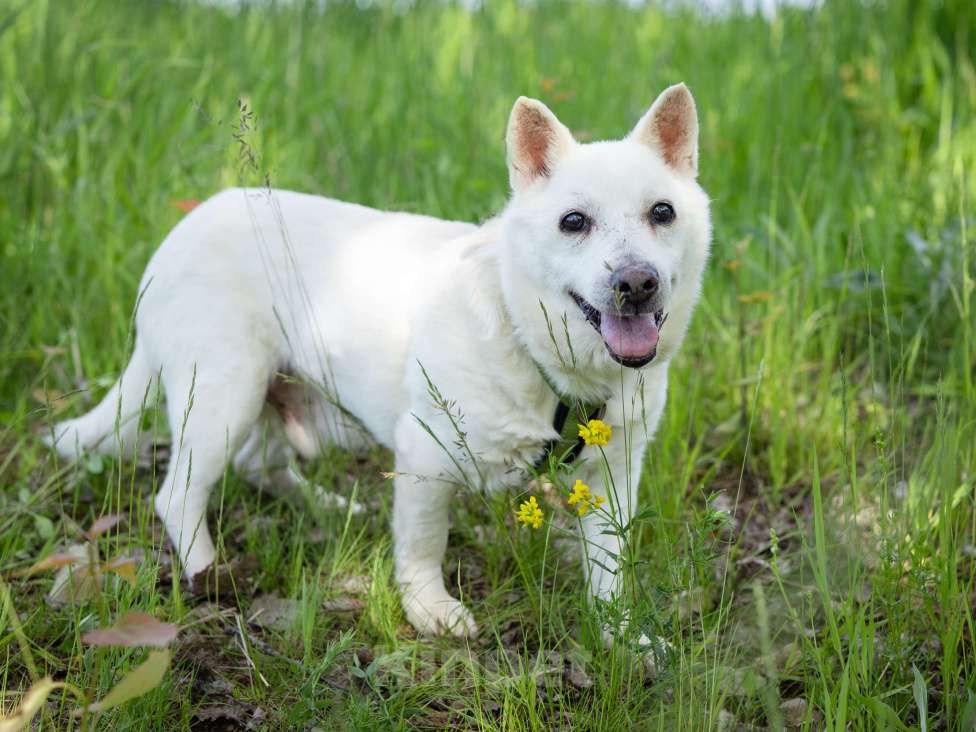 Собаки в Солнечногорске: Дедушка Форвард в поисках семьи Мальчик, Бесплатно - фото 1