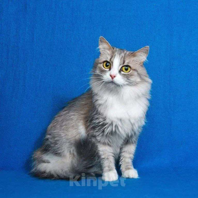 Кошки в Москве: Пушистая Женева ищет дом Девочка, Бесплатно - фото 6