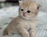 Кошки в Люберцах: Шотландские Мальчик, 25 000 руб. - фото 2