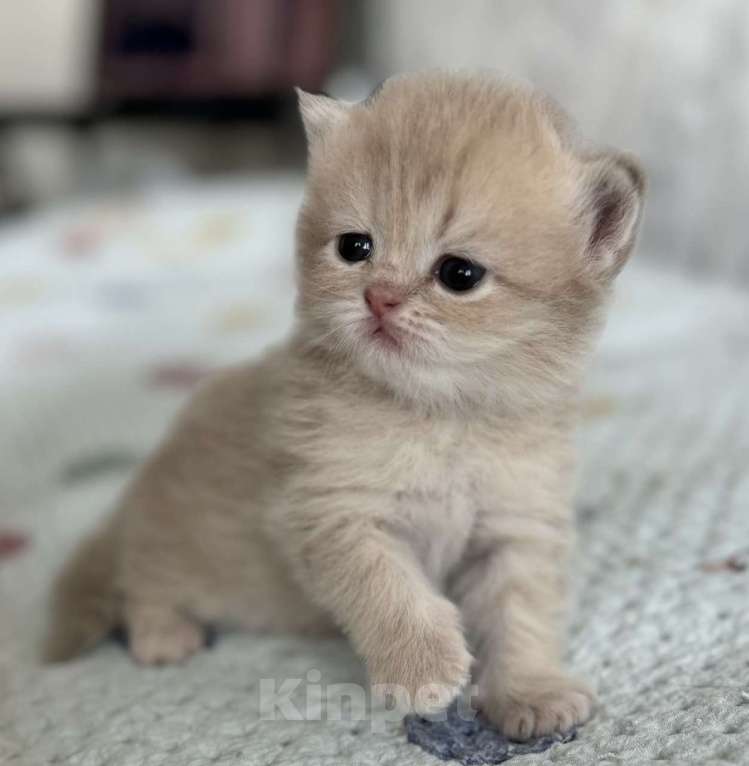 Кошки в Люберцах: Шотландские Мальчик, 25 000 руб. - фото 2