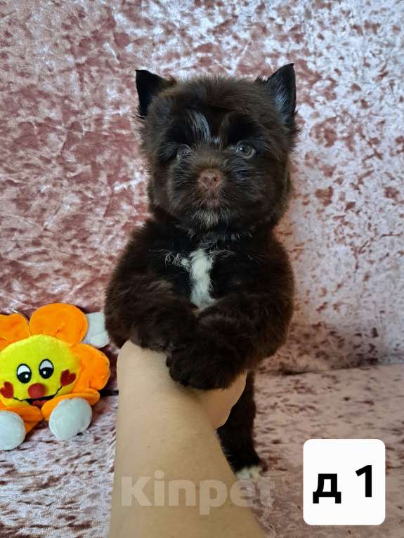 Собаки в Санкт-Петербурге: Шоколадный йорк девочка Девочка, 90 000 руб. - фото 2