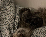 Кошки в Казани: Нашу кошку в добрые руки Девочка, Бесплатно - фото 3