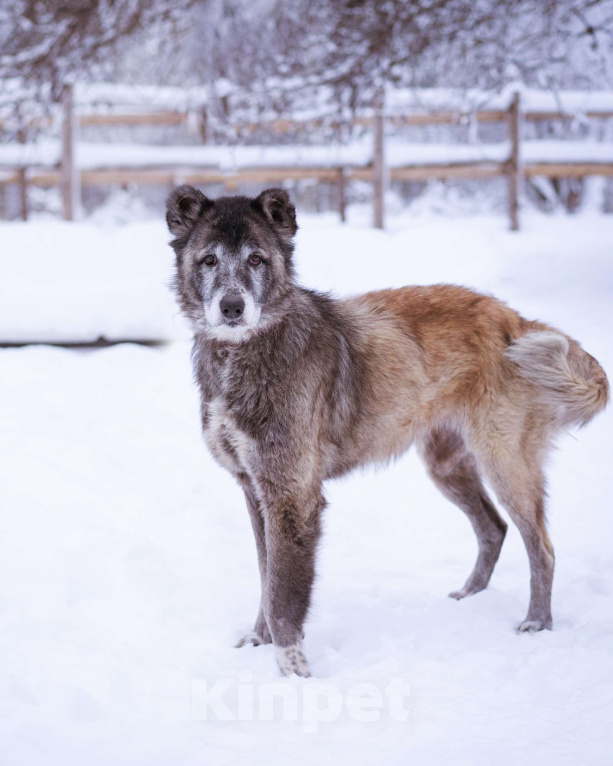Собаки в Москве: Красивая и мудрая собака ищет дом Девочка, Бесплатно - фото 2