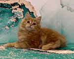Кошки в Новосибирске: Котята-апельсинчики Мальчик, 25 000 руб. - фото 2