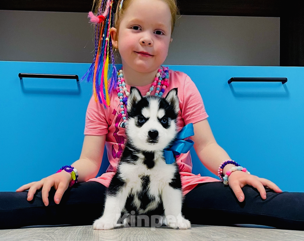 Собаки в Гусе-Хрустальном: Хаски Щенки Разных окрасов Разнополые, Бесплатно - фото 1