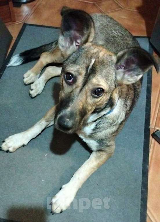 Собаки в Москве: Микки ищет заботливую семью Девочка, Бесплатно - фото 9