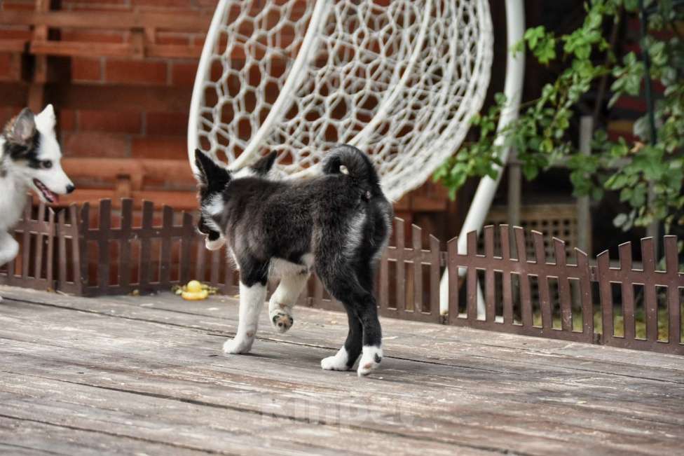 Собаки в Москве: Ненецкая оленегонная лайка, сука Агата. Девочка, 60 000 руб. - фото 5
