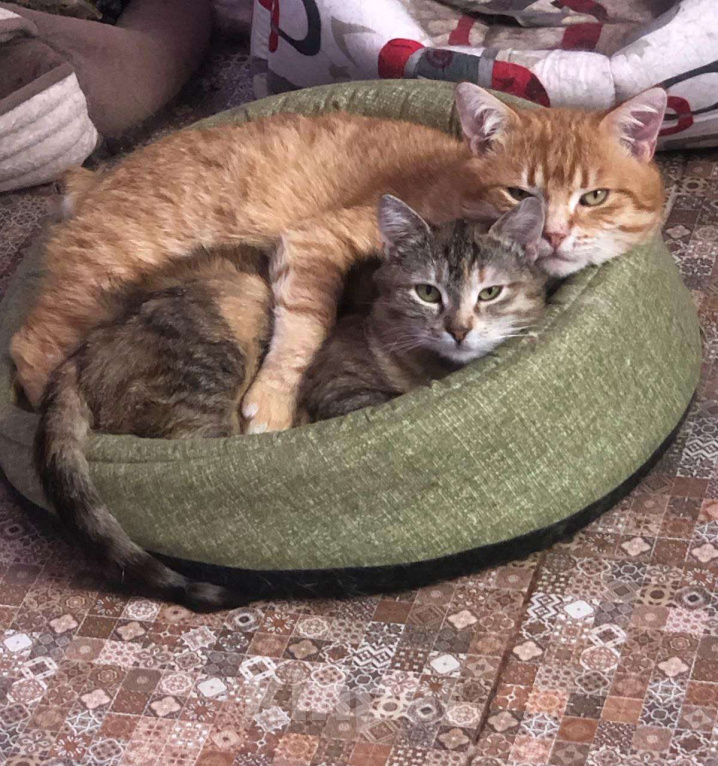 Кошки в Дмитрове: Подростковая кошечка Веста. Девочка, Бесплатно - фото 3